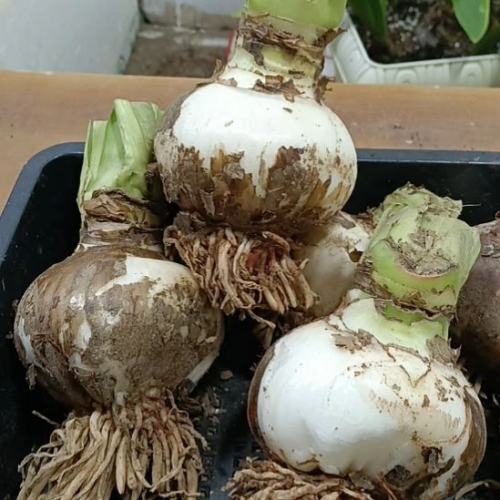 无花朵魔力红7-8发一个