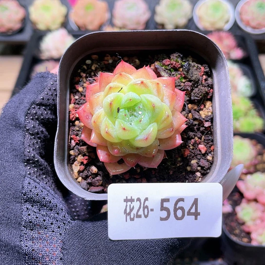 花利美26-564新品