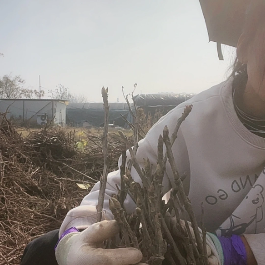 【闪购商品】无花朵6棵