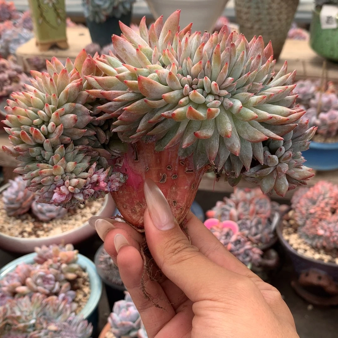 石榴籽缀化厚板化