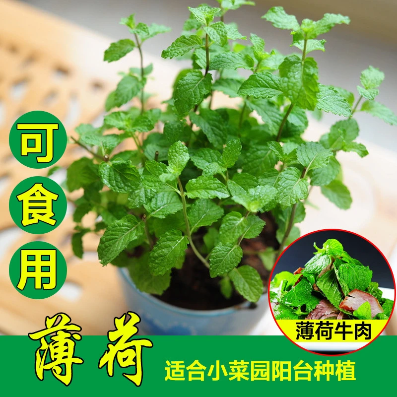 【新疆包邮】薄荷可食用种子四季盆栽猫薄荷叶植物易种香草种