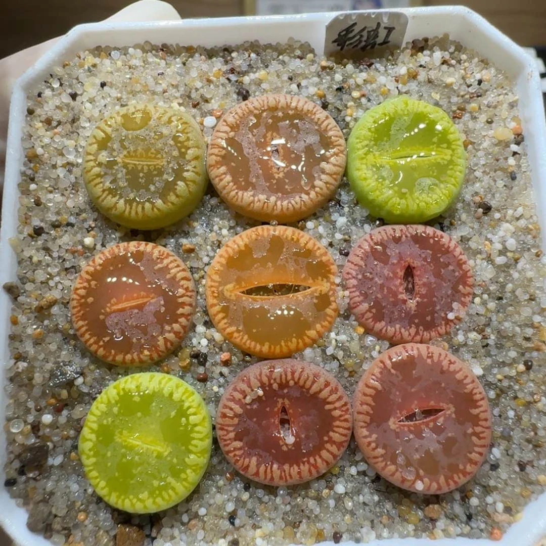 f****卷0129-41生石花花花花