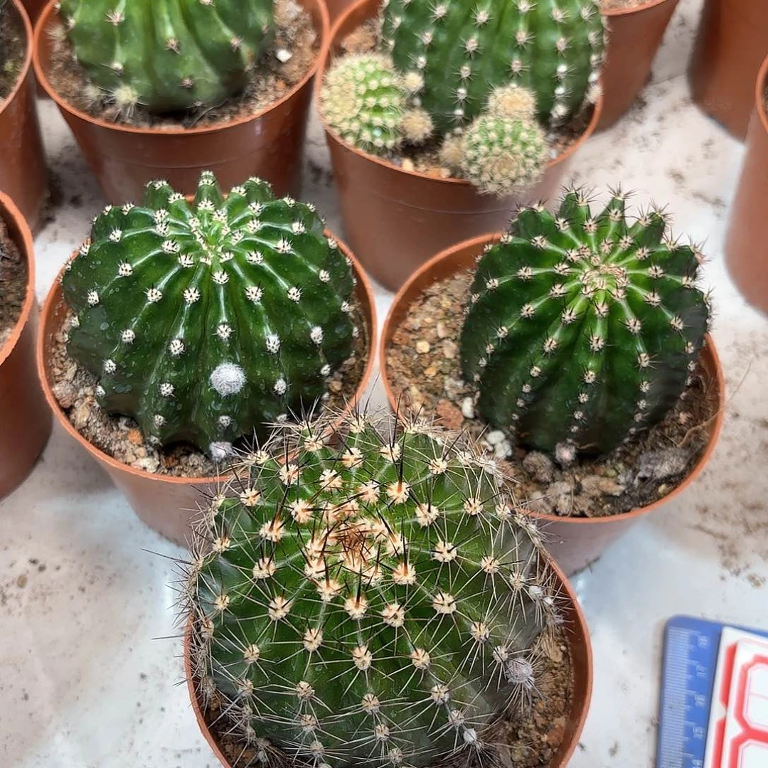 ?桃花洛，柠檬，樱桃