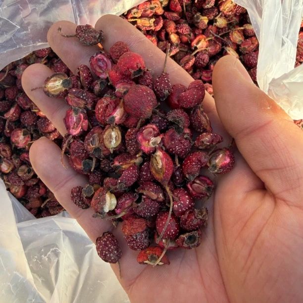 蓟县自家采摘山坡野山楂，山楂干