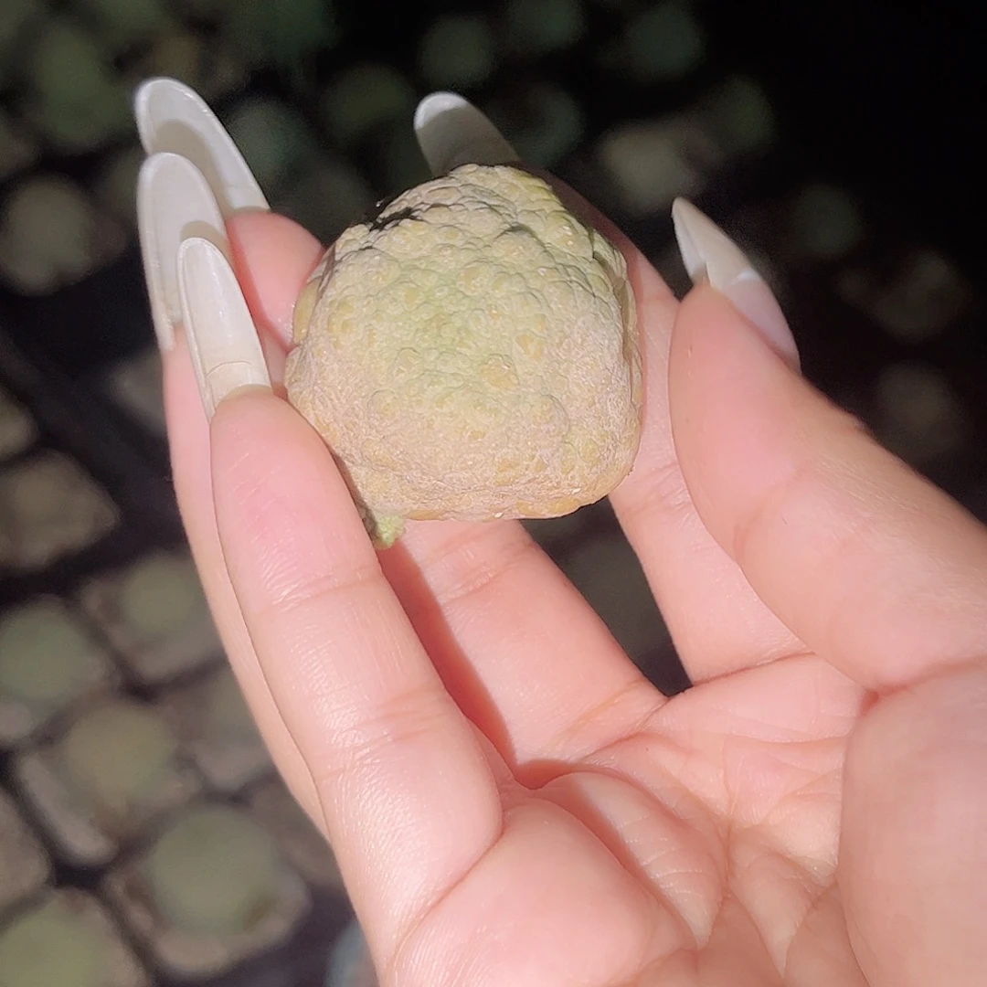 多肉植物凝蹄玉有根芽