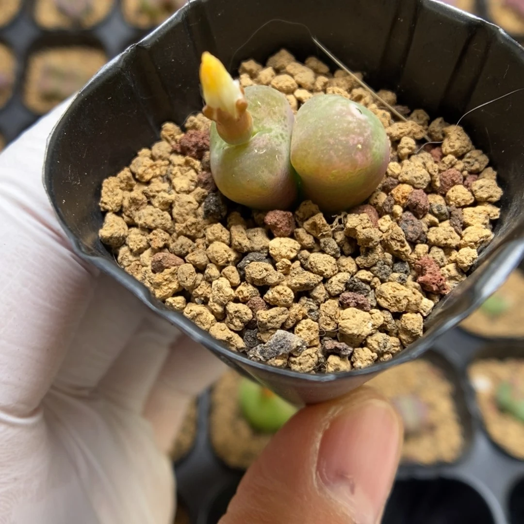 多肉植物肉锥杂交K-3500