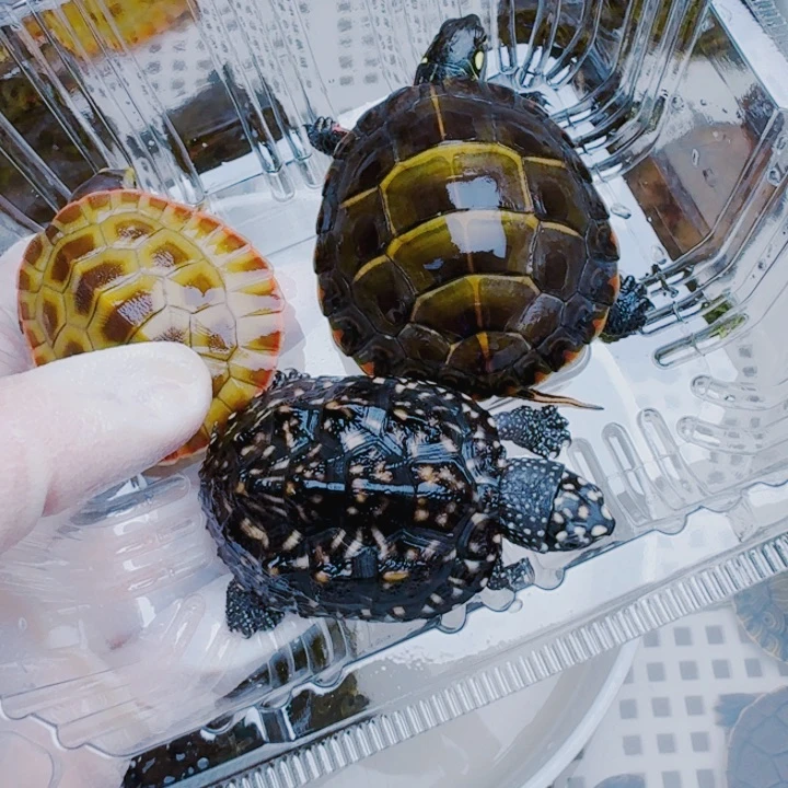 「***、母绿毛龟22222222222