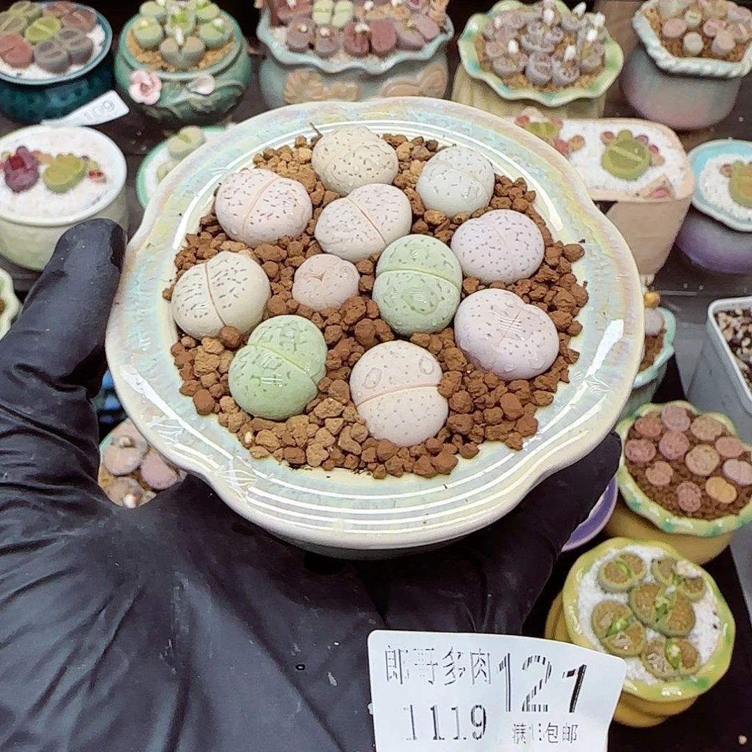 生石花满18包邮1119-121