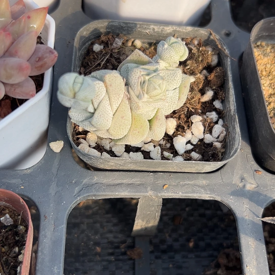 多肉植物多肉植物