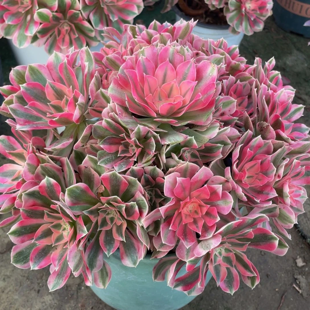 014粉女巫精品法师老桩