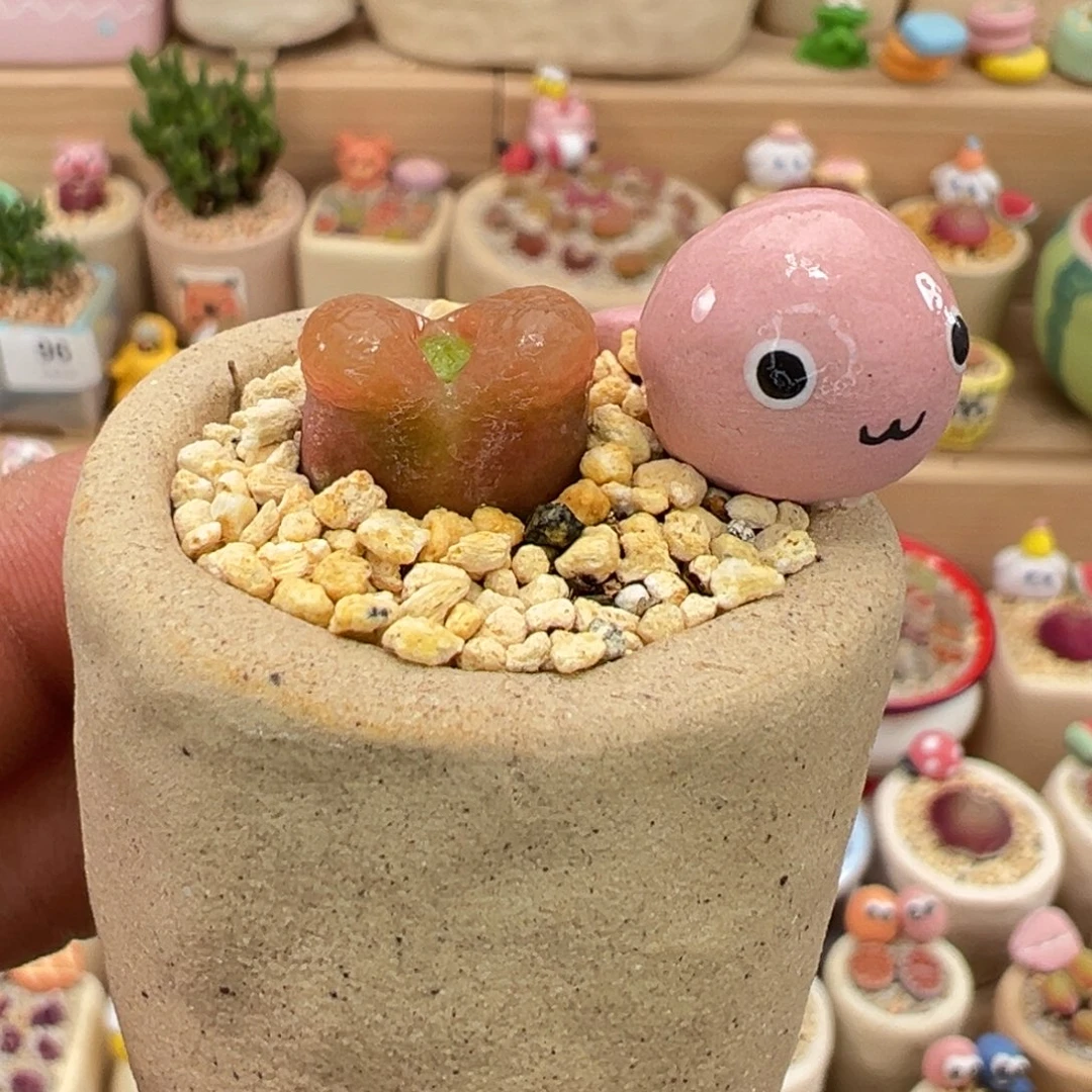 多肉植物23号毛汉尼