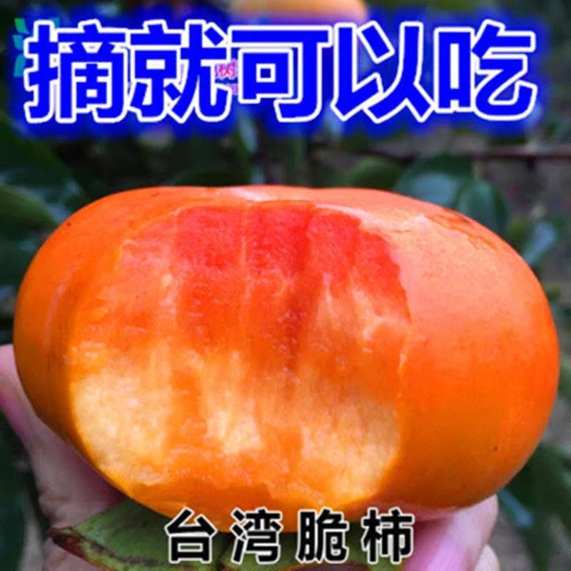 果树苗柿子树南北方盆栽地栽阳台庭院种植当年结果甜柿子