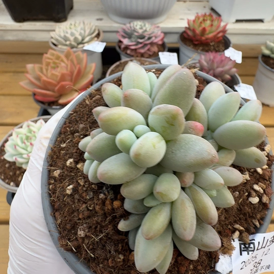 白兰地群1111213-38