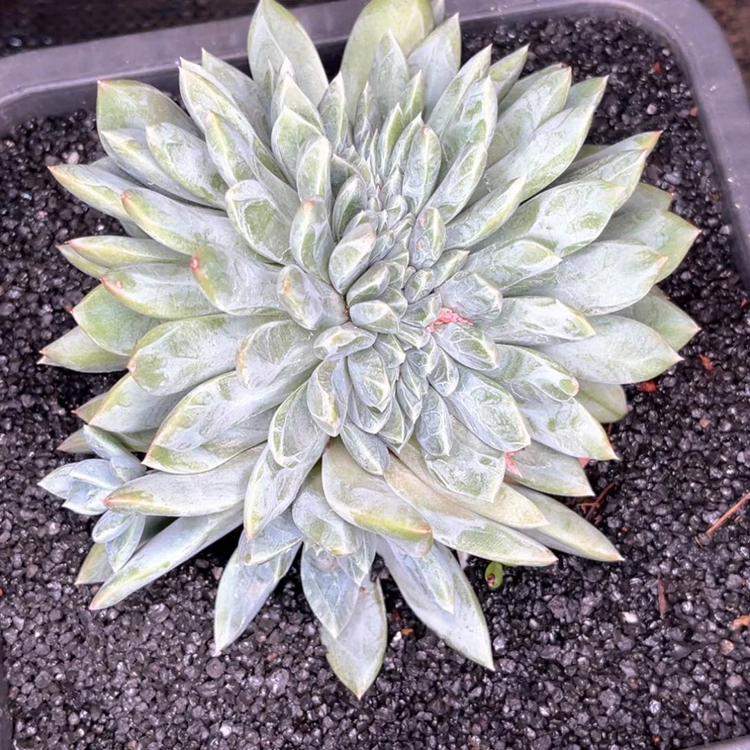 种**森黛拉缀的多肉植物