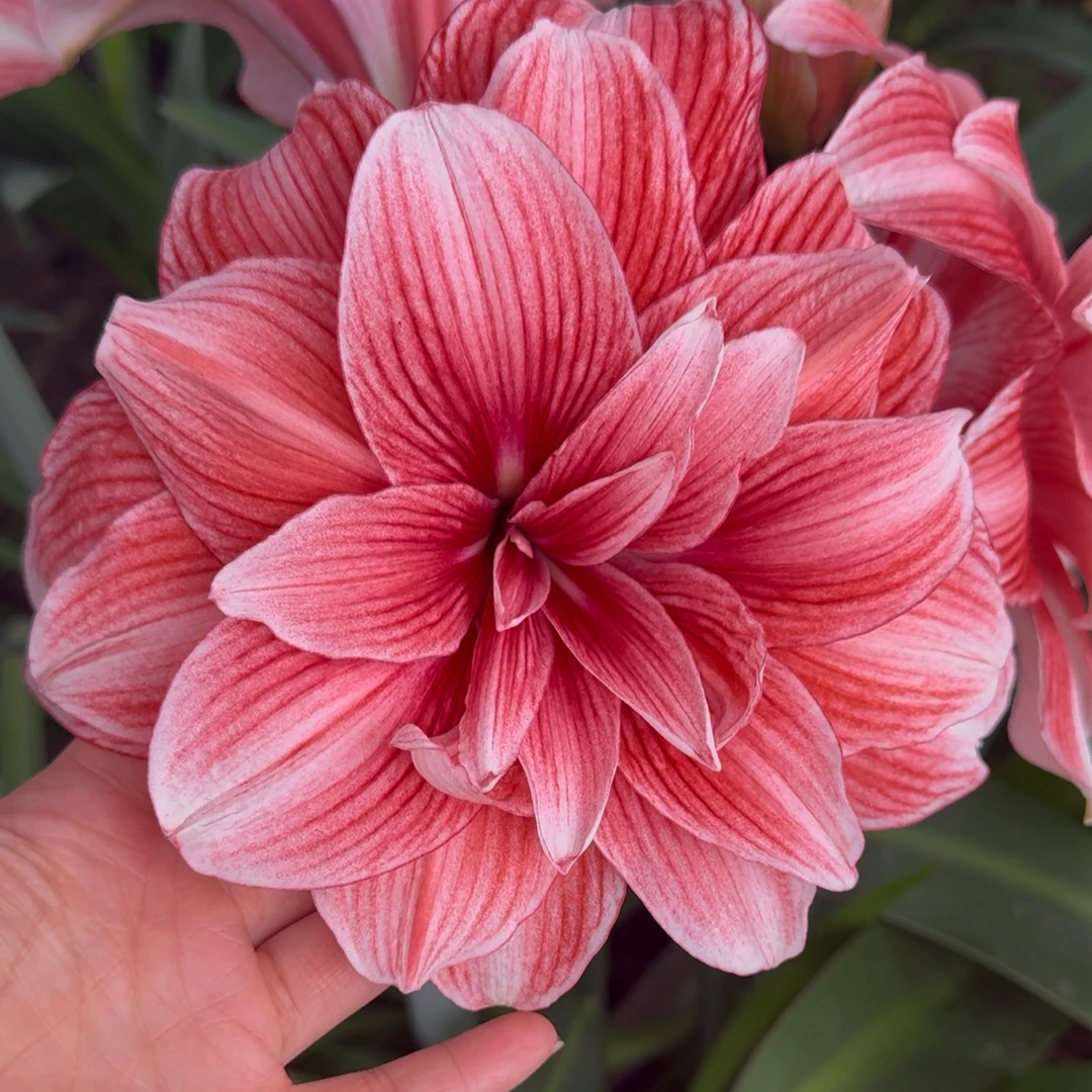 包对版（光羽仙子）国产新品白肋朱顶红