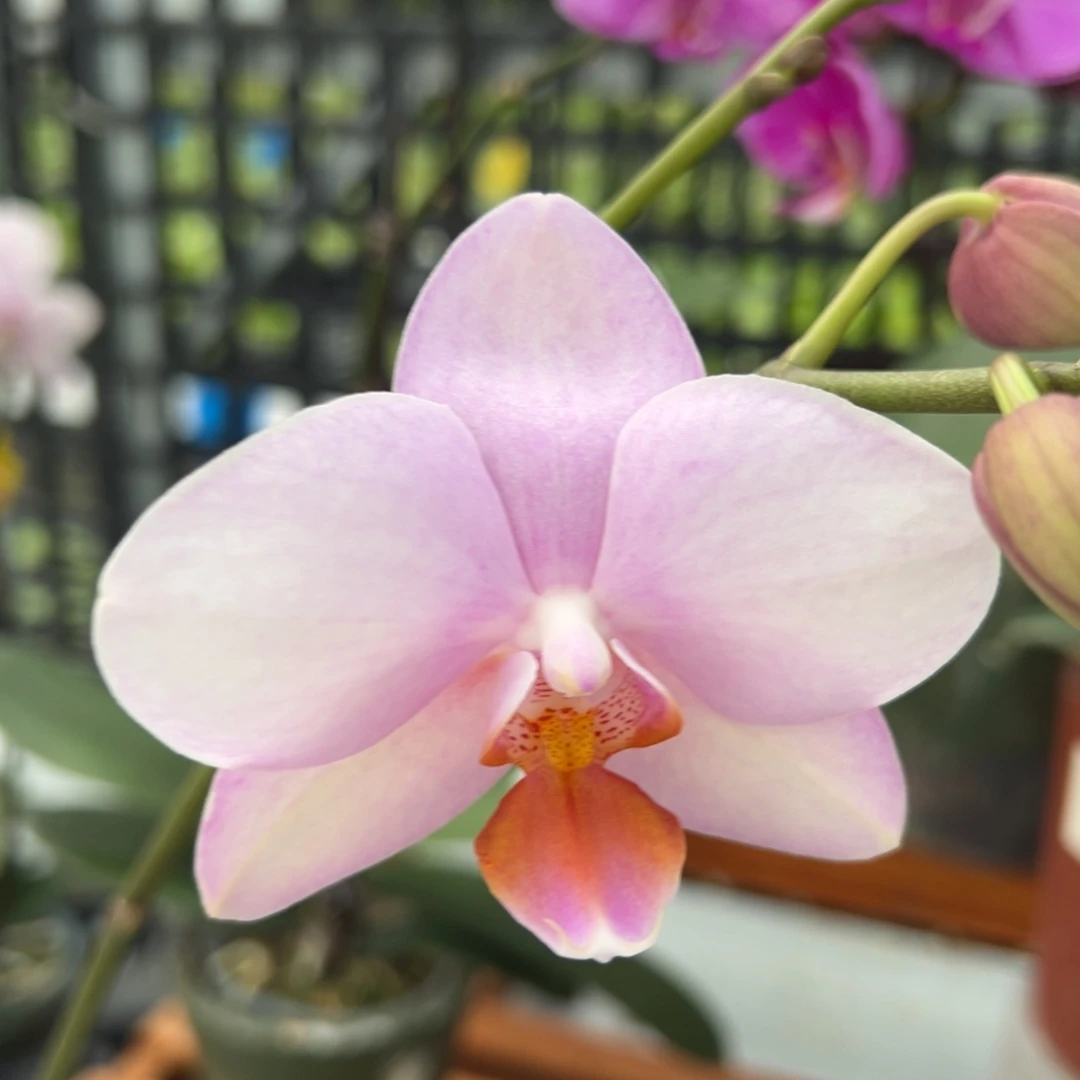 大部分花苞少量开放4.5寸杯。哈妈