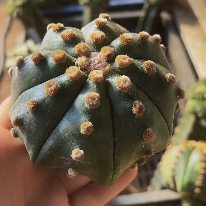 无花朵青皮连尤海星兜785