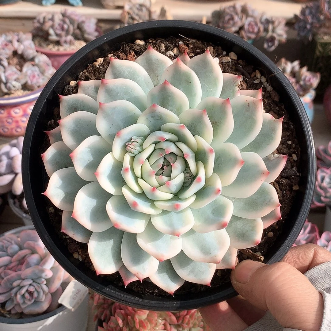 0051吉娃娃锦多肉一颗12.5厘米