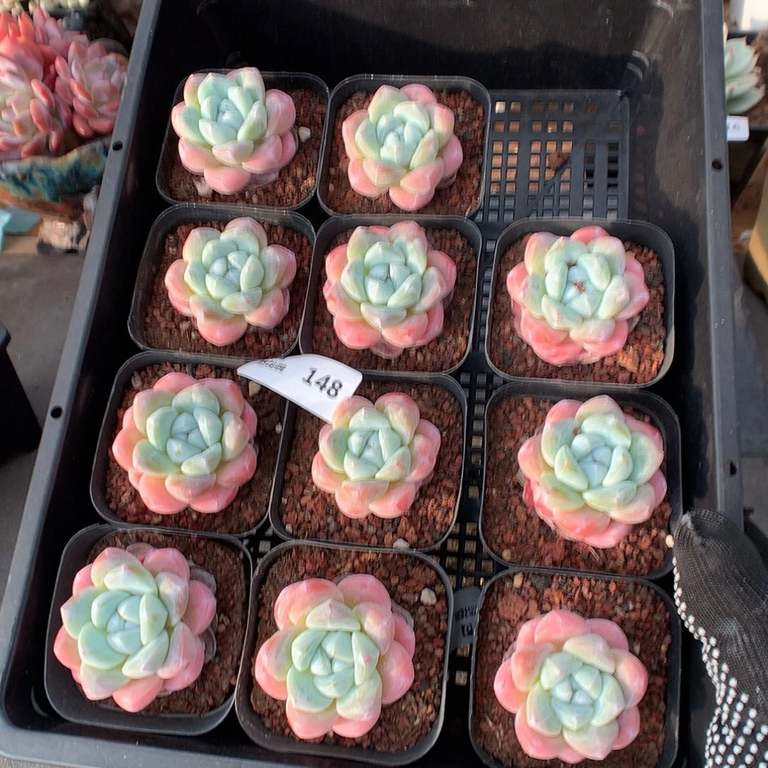 148冰琪淋量拍多肉植物