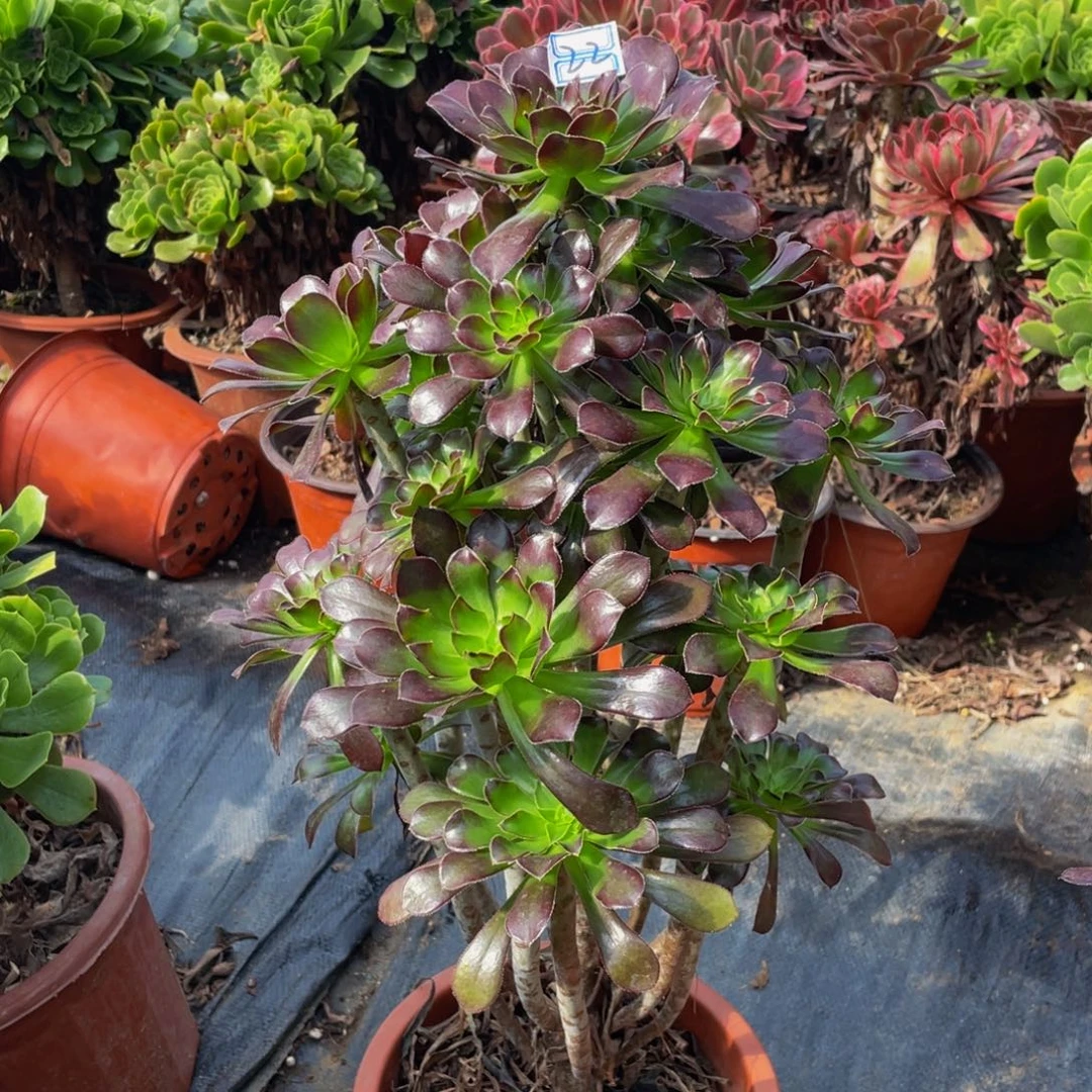 22鲜花老桩黑法师老桩