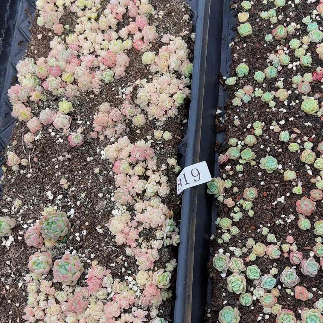 多肉植物多肉植物819