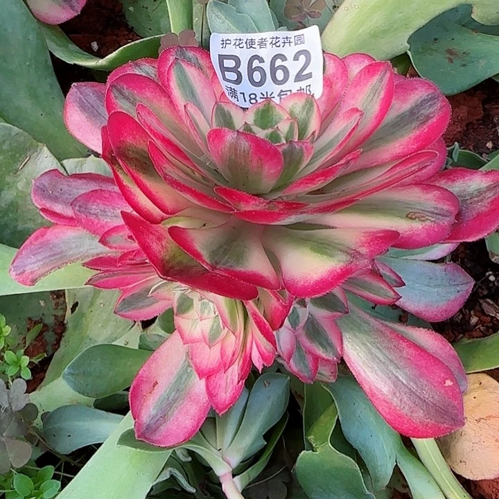 多肉法师荔枝朵朵