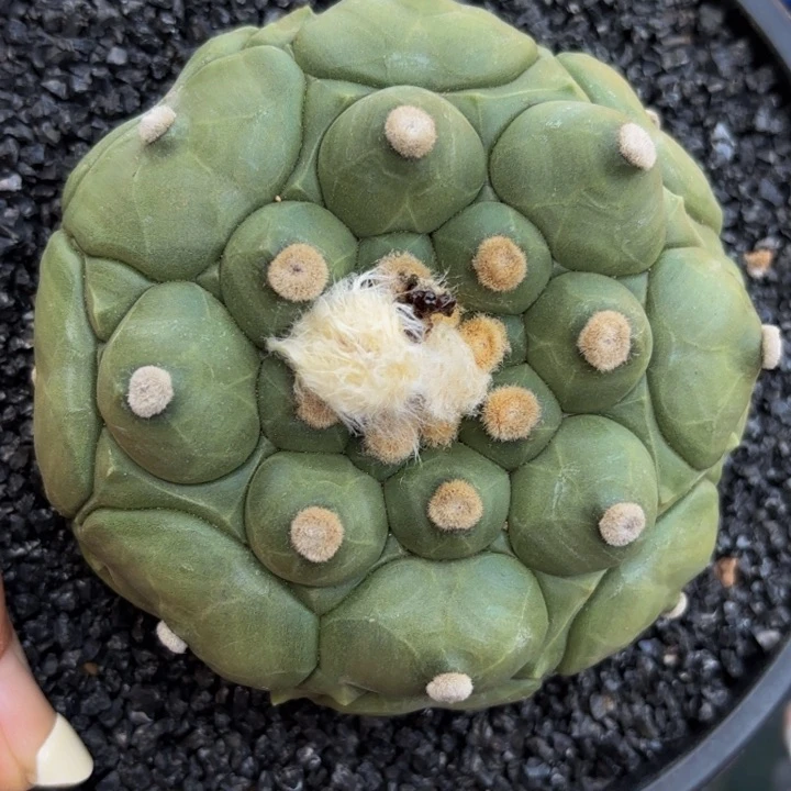 m实生龟甲兜带盆圆尤大号