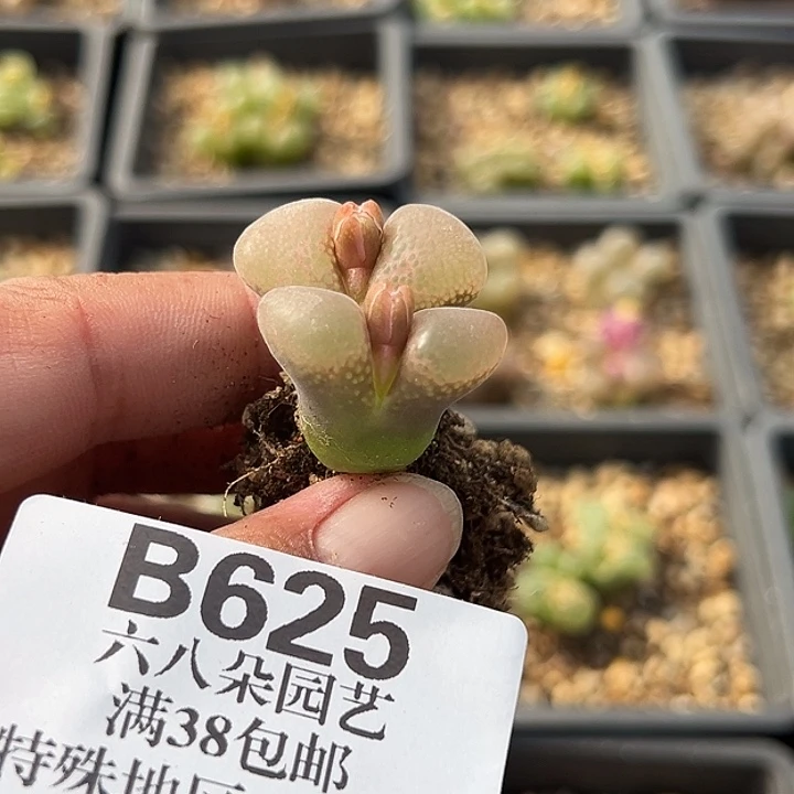 阳***肉无花朵625号风铃音乐节