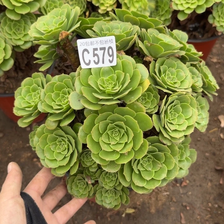 绿羊绒……多肉植物……