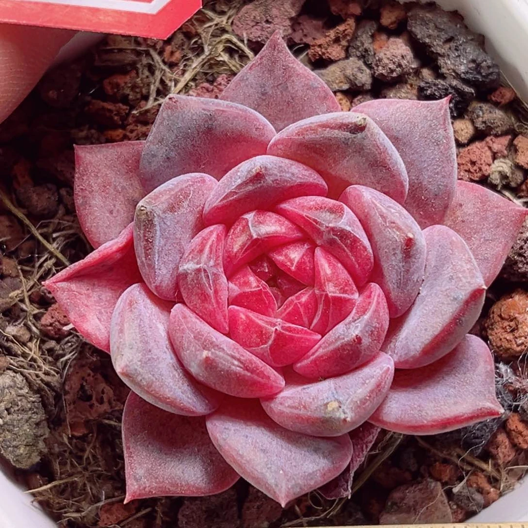 E633 一物一拍 天使灵姬