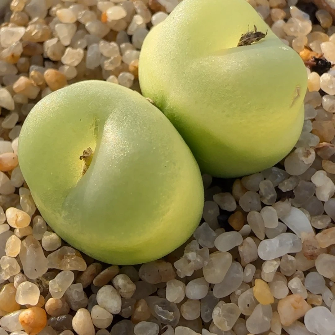 多肉双头拉登18号链接