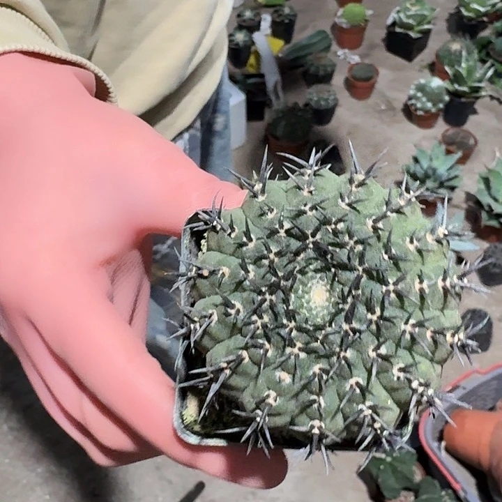 一行园艺【黑刺凤头】