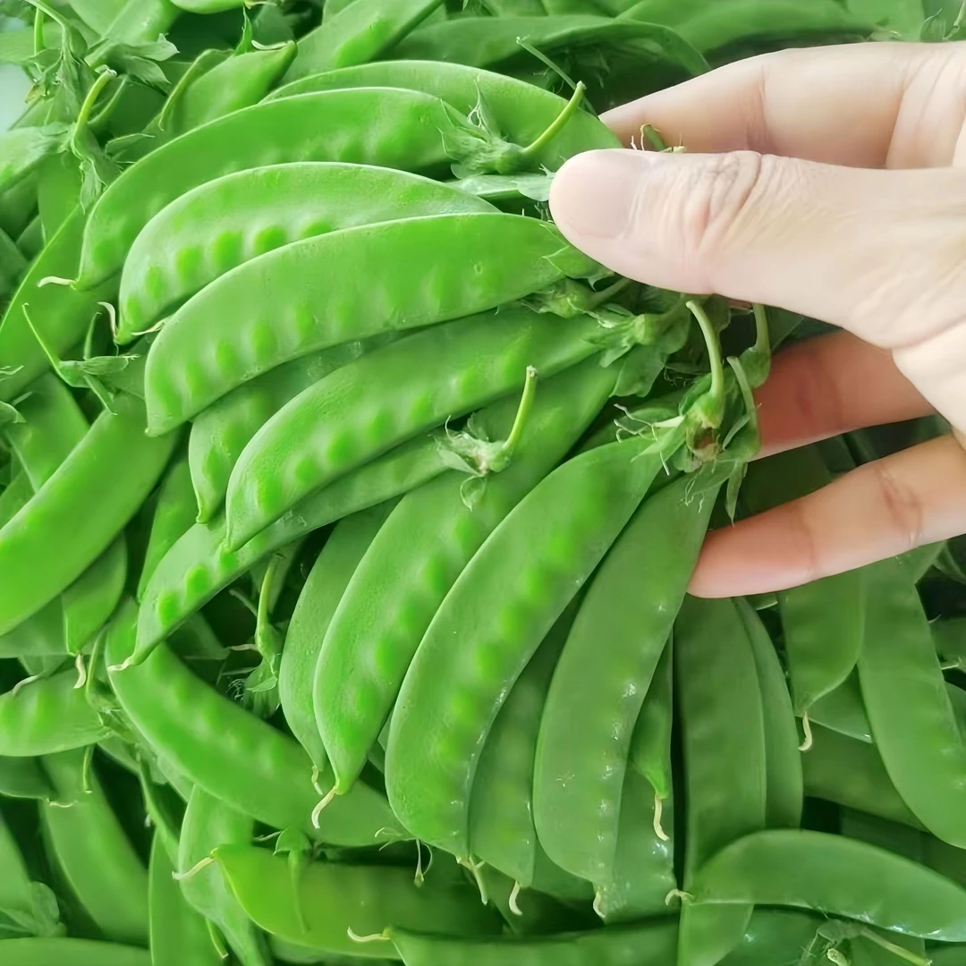 云南新鲜甜脆荷兰豆现摘现发农家自种新鲜蔬菜豌豆荚青豆角