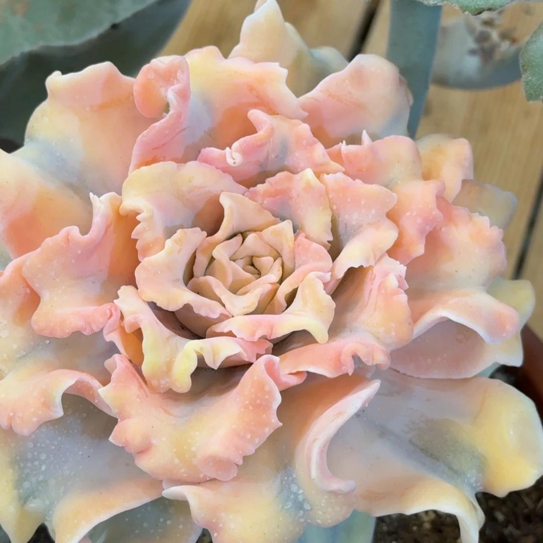 芭蕾舞者 超级饺子皮