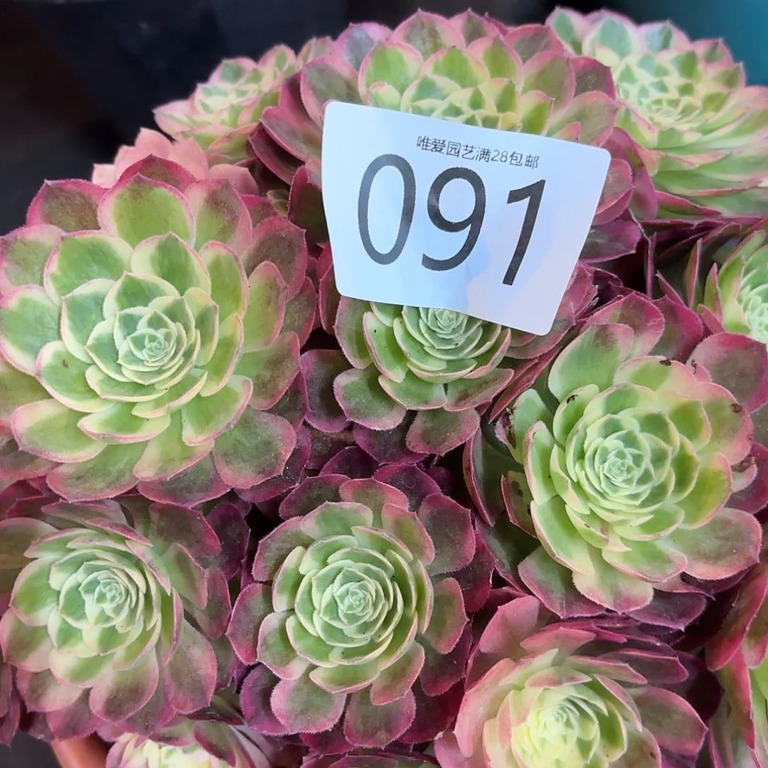 多肉植物福利来091