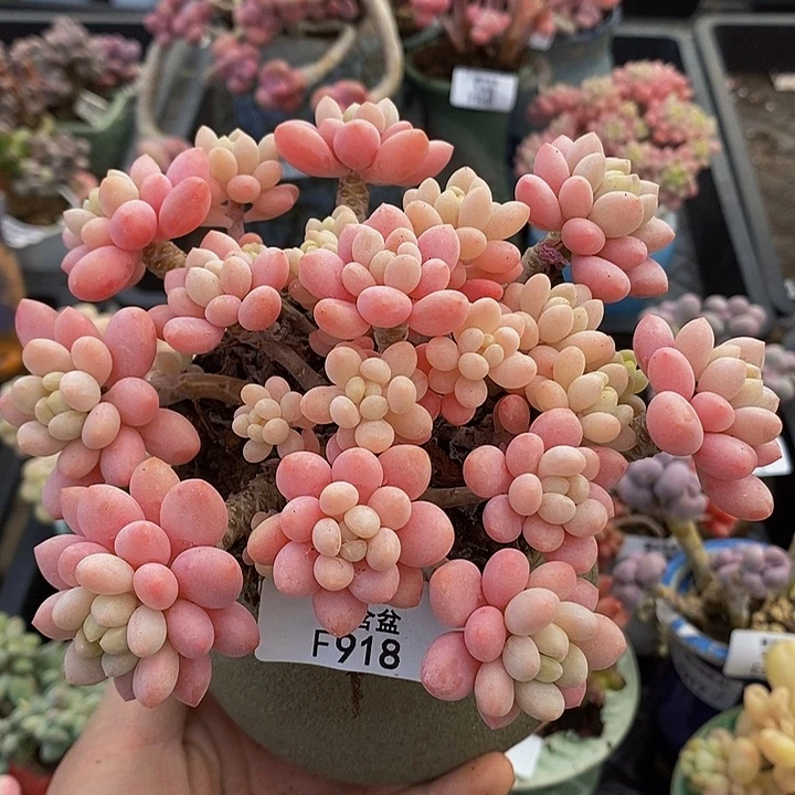 鱼子酱老桩13cm918多肉植物