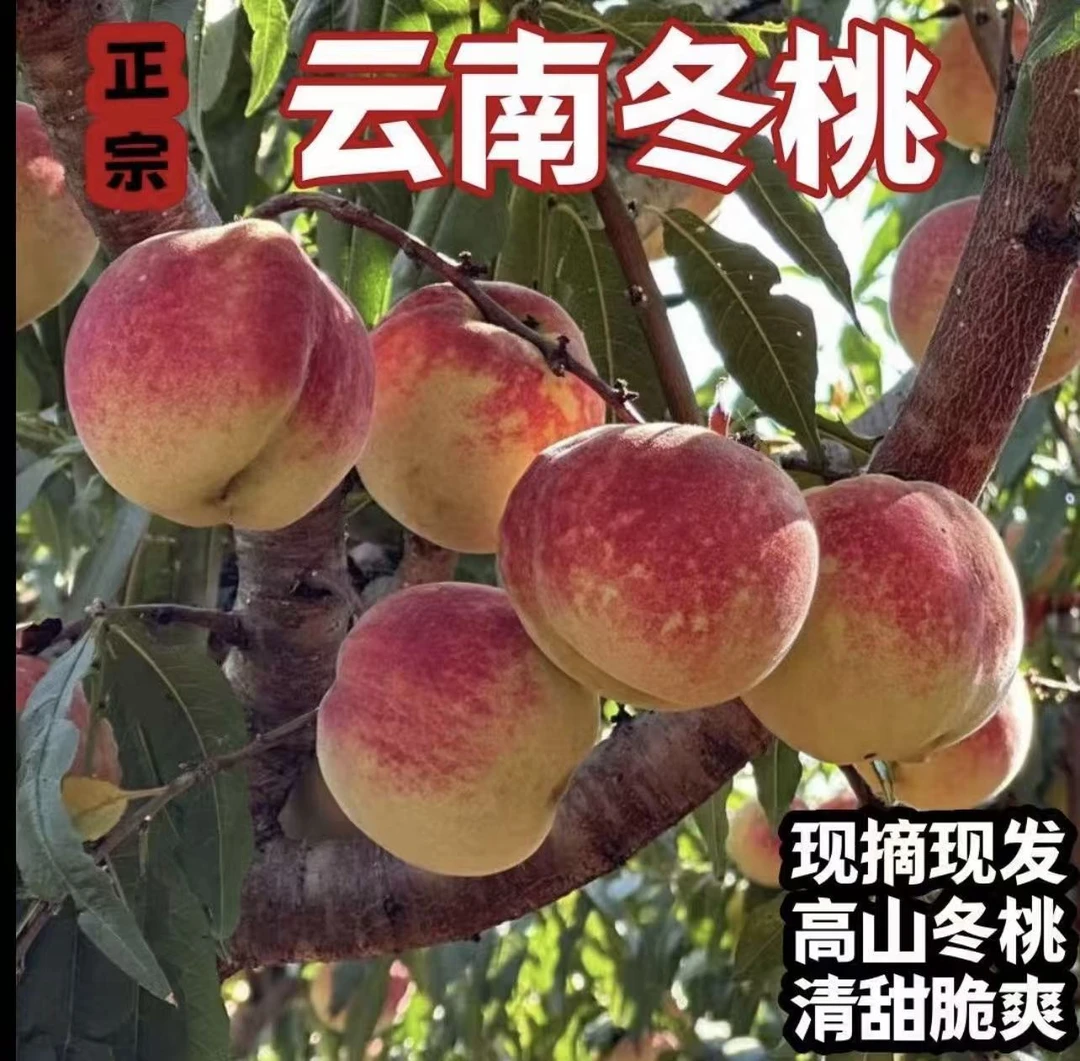 R云南冬桃高原新鲜现摘产地直发脆甜多汁应季水果