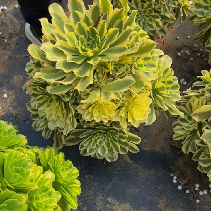 28.8绿豆沙一棵包邮