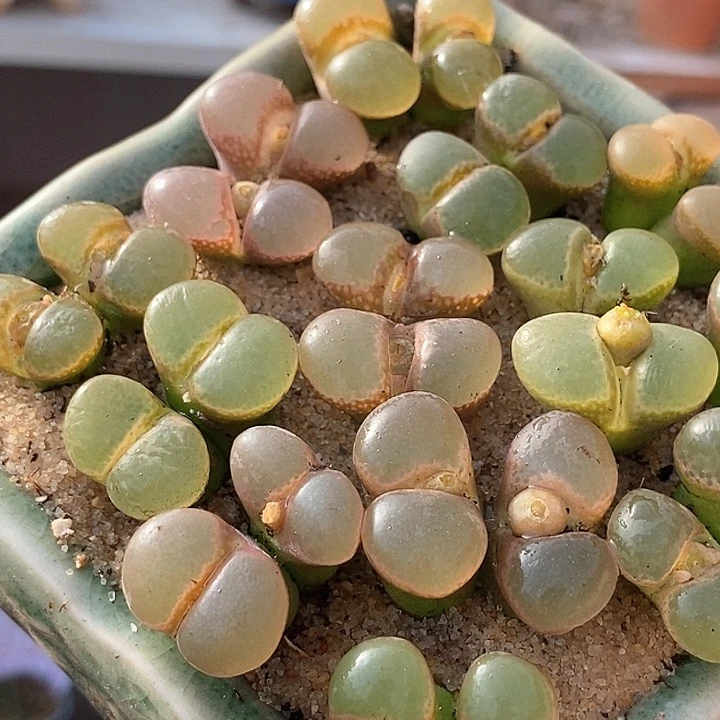 六年份双头粉红少女风铃一颗