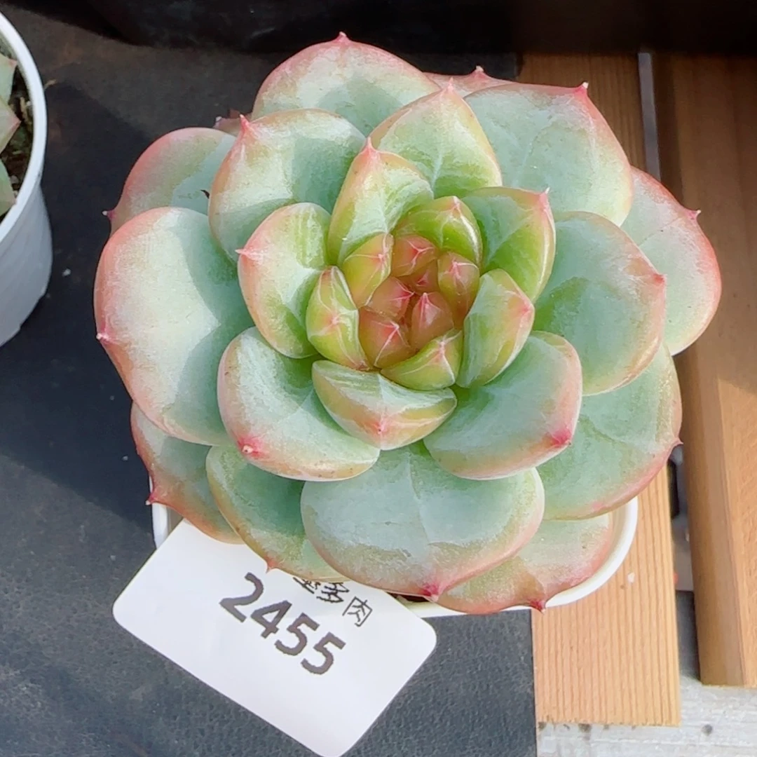 孤品珍妮，2455多肉植物