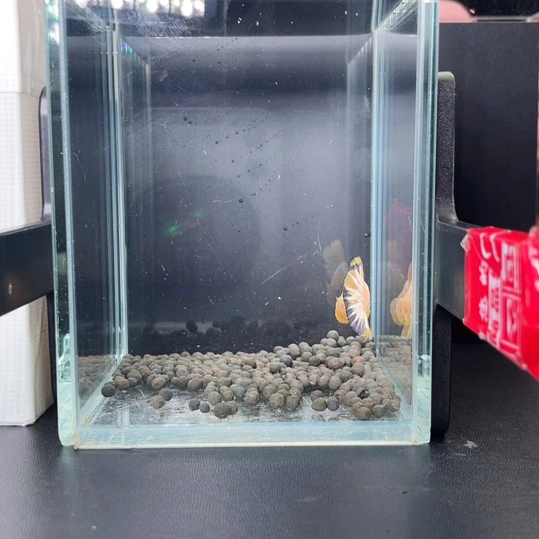 斗鱼20号98早fccp