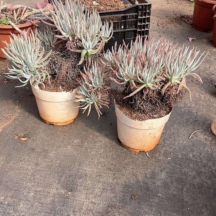 大爱度丽丝28.8米 量拍多肉