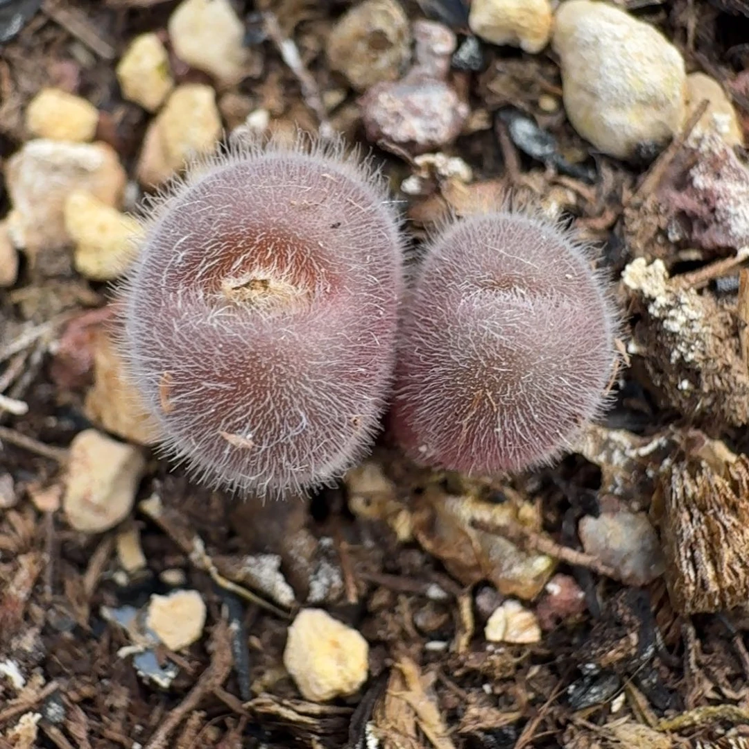 175双头毛球脱土发货