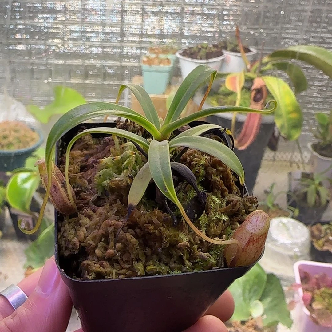 无花朵专拍AW巧克力
