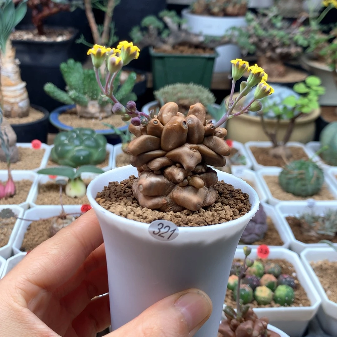 蛮鬼塔厚敦菊带盆321