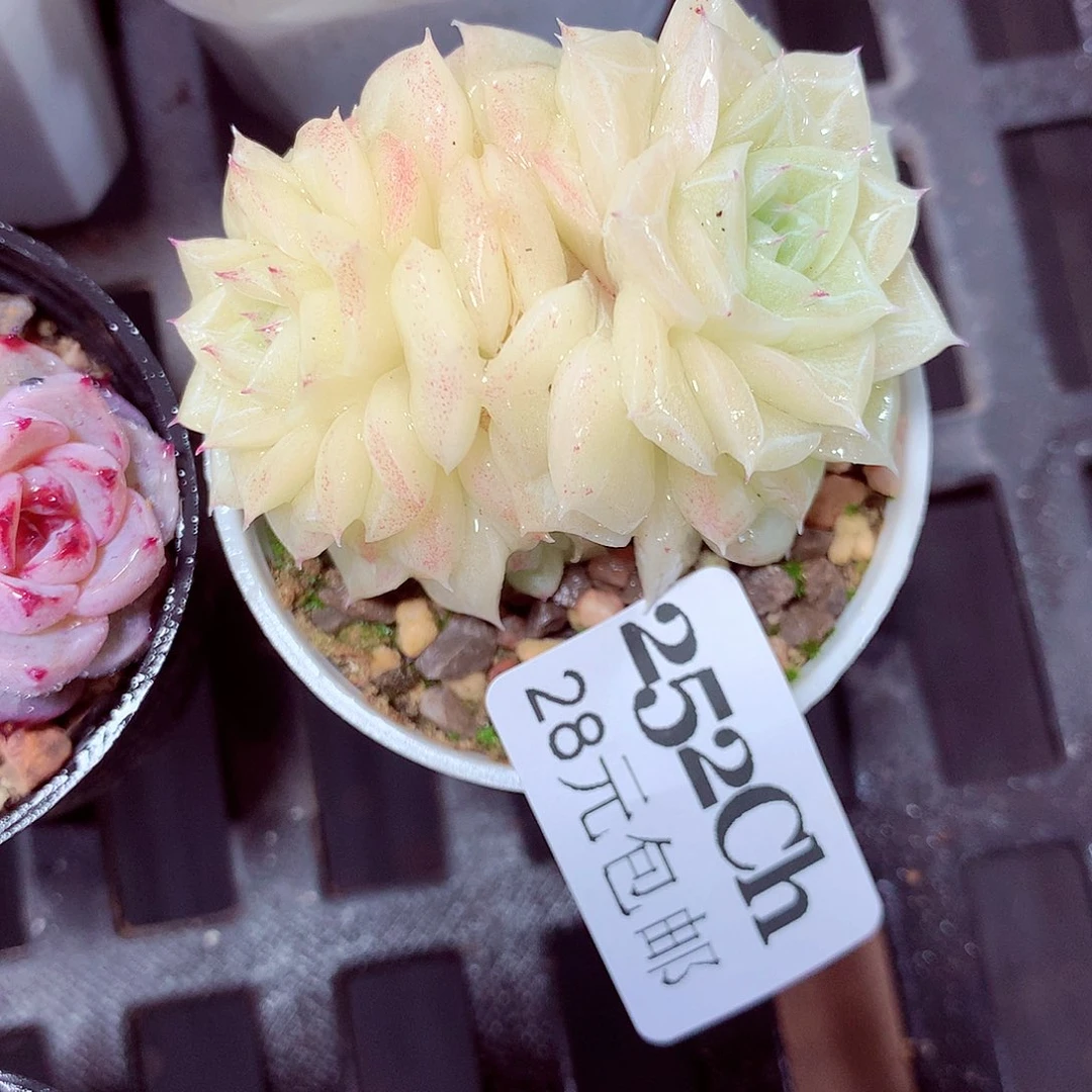 5厘米盆精控多肉252