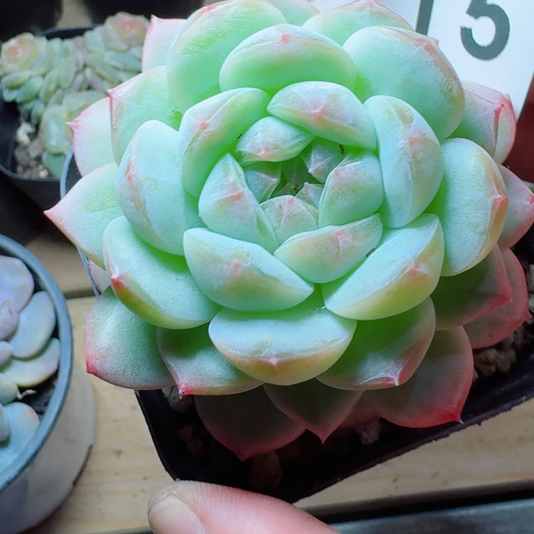 下播福利拍够包邮发货