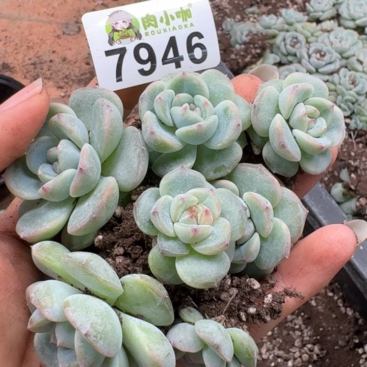 多肉植物多肉植物