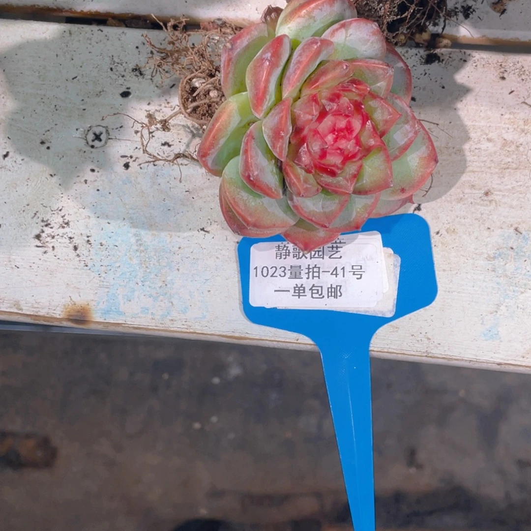 依***芸1023-41-糖心珍妮一颗