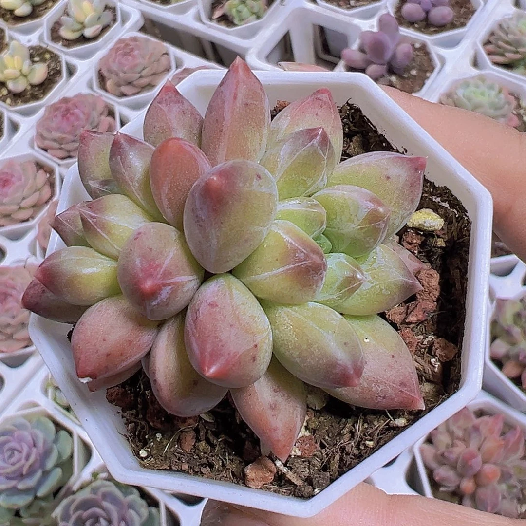 重楼19包邮多肉植物